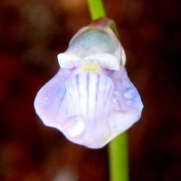 Utricularia uliginosa Vahl